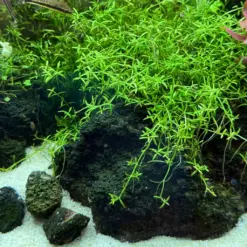 ADA IC299, Microcarpaea minima, Microcarpaea minima Merrill, foreground carpet plant, delicate aquarium carpet, high-tech carpeting plant, needle-leaf aquascaping plant, nano tank carpet, CO₂ carpet plant, rare aquarium plant, planted tank foregroun